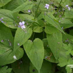 Lunaria rediviva