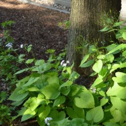 Lunaria rediviva