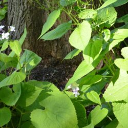 Lunaria rediviva