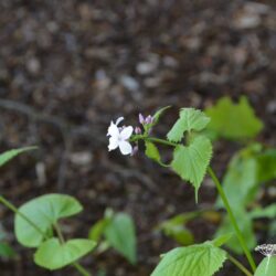 Lunaria rediviva