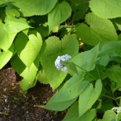 Lunaria rediviva