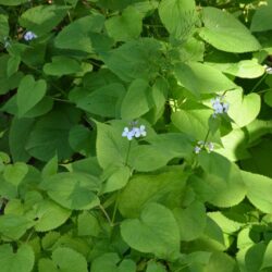 Lunaria rediviva