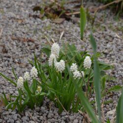 Muscari aucheri White Magic