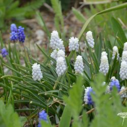 Muscari aucheri White Magic