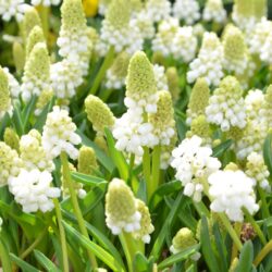 Muscari aucheri White Magic