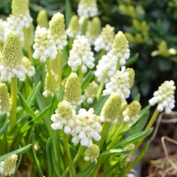 Muscari aucheri White Magic