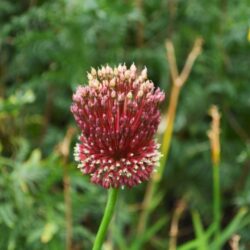 Allium Red Mohican