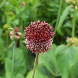 Allium Red Mohican