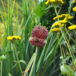 Allium Red Mohican