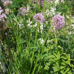 Allium nutans