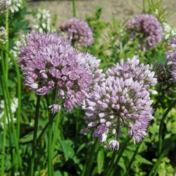 Allium nutans