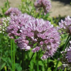 Allium nutans