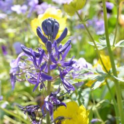 Camassia quamash