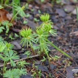 Eranthis cilicica