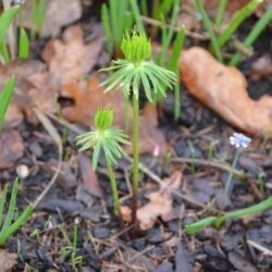 Eranthis cilicica