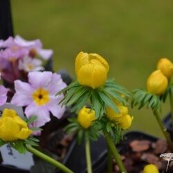 Eranthis cilicica