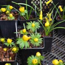 Eranthis cilicica