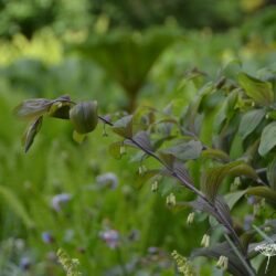 Polygonatum hybridum Betberg