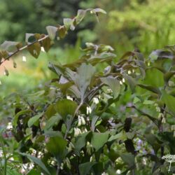 Polygonatum hybridum Betberg