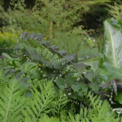 Polygonatum hybridum Betberg