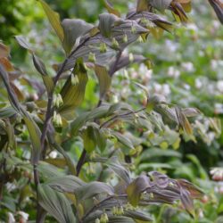 Polygonatum hybridum Betberg