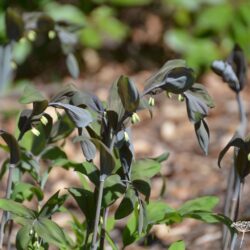 Polygonatum x hybridum Betberg