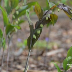 Polygonatum x hybridum Betberg