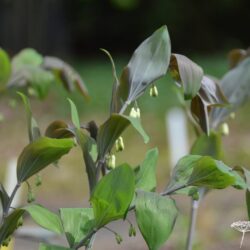 Polygonatum x hybridum Betberg