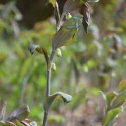 Polygonatum x hybridum Betberg