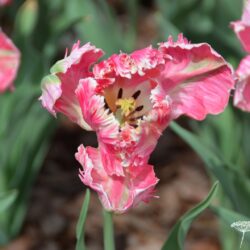 Tulipa Apricot Parrot