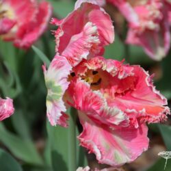 Tulipa Apricot Parrot