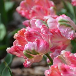 Tulipa Apricot Parrot