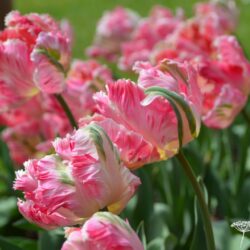 Tulipa Apricot Parrot