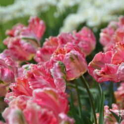 Tulipa Apricot Parrot