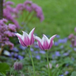 Tulipa Ballade