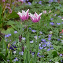 Tulipa Ballade