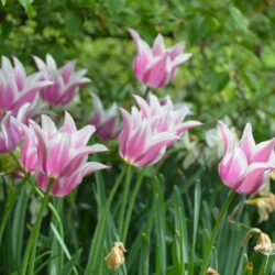 Tulipa Ballade