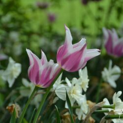 Tulipa Ballade