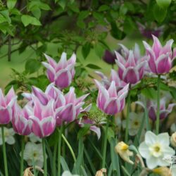 Tulipa Ballade