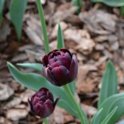 Tulipa Black Hero