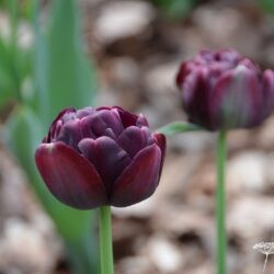 Tulipa Black Hero