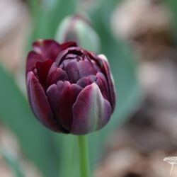 Tulipa Black Hero