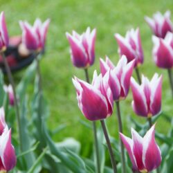 Tulipa Claudia