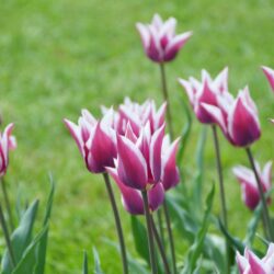 Tulipa Claudia