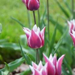 Tulipa Claudia