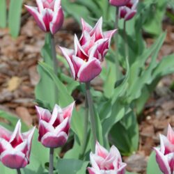 Tulipa Claudia