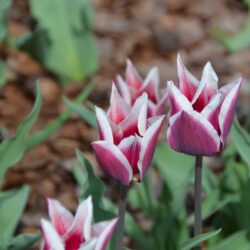 Tulipa Claudia