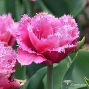 Tulipa Matchpoint