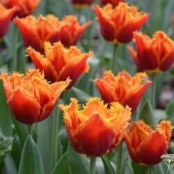 Tulipa Noranra