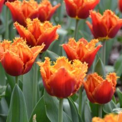 Tulipa Noranra